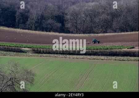 Les mouettes s'ensuivent lorsqu'un tracteur pline le champ, ce qui prépare le sol pour les semis de printemps Banque D'Images