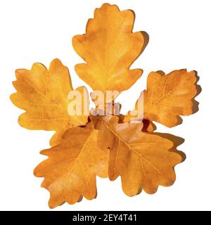 Feuilles de chêne jaune tombé empilées sous forme de fleur sur fond blanc, vue de dessus, gros plan. Banque D'Images