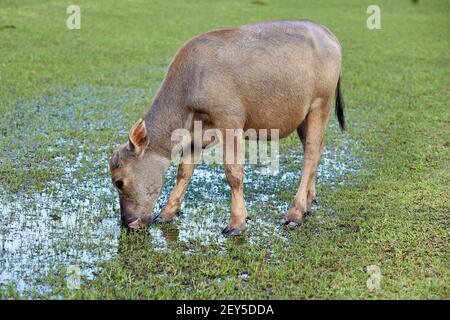 Férus, buffle d'eau (bubalus bubalis). Veau femelle. Les buffles ne sont pas originaires de Hong Kong. Ce sont les descendants des animaux qui étaient importe Banque D'Images