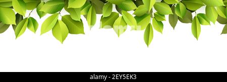 illustration vectorielle eps avec feuillage d'arbre de feuilles vert réaliste et arrière-plan panoramique blanc Illustration de Vecteur