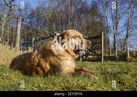 Un chien Golden Retriever allongé sur l'herbe en appréciant le Soleil dans la campagne anglaise Banque D'Images