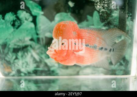 Un poisson cichlid Flowerhorn nageant dans l'aquarium Banque D'Images