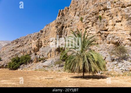 Oasis cachée dans la chaîne de montagnes Jabel JAIS avec palmiers verts luxuriants et falaises de calcaire rocheux en arrière-plan. Banque D'Images