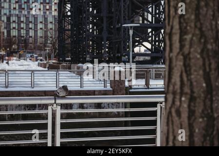 Pigeon assis sur une clôture en métal dans la ville Banque D'Images