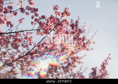 Des branches et des fleurs de cerisier s'opposent à un printemps bleu vif ciel Banque D'Images