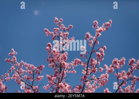 Des branches et des fleurs de cerisier s'opposent à un printemps bleu vif ciel Banque D'Images