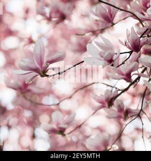 Soucoupe rose et blanche le Magnolia fleurit sur un arbre au printemps. Banque D'Images