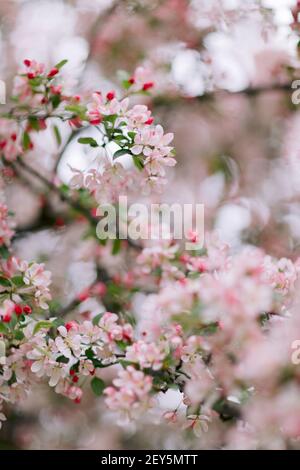 Des écrevisses roses claires fleurissent sur une branche au printemps Banque D'Images