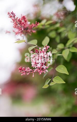 Au printemps, des écrevisses rose clair fleurissent sur un arbre Banque D'Images