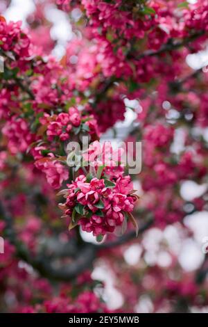 Des écrevisses rouges et roses s'épanouissent sur un arbre printemps Banque D'Images