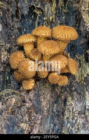 Shaggy Pholiota/Shaggy Scalycap, Pholiota squarrosa, croissant sur Beech, Norfolk, octobre Banque D'Images