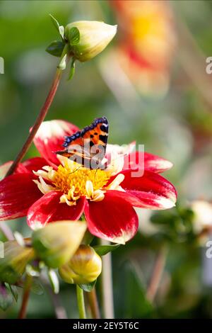 Un papillon de l'amiral rouge atterrit sur une tête de dahlia à la National Dahlia Collection, Cornwall Banque D'Images