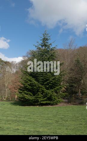 Feuillage d'automne d'un arbre de caucasien ou de sapin de Nordmann (Gage nordmanniana) Avec un magnifique ciel bleu en pleine croissance dans un parc Dans Devon Banque D'Images