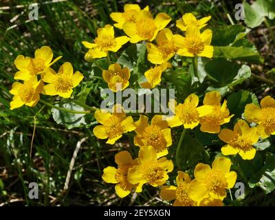 primroses printanières marsh marigold ou maltha, fleurs jaune vif avec des étamines de près Banque D'Images