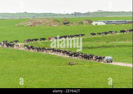 Timoleague, West Cork, Irlande. 5 mars 2021. Un troupeau de vaches laitières, appartenant à l'agriculteur de Timoleague David DeEasy, est amené pour la traite lors d'une journée froide à Cork Ouest. Crédit : AG News/Alay Live News Banque D'Images