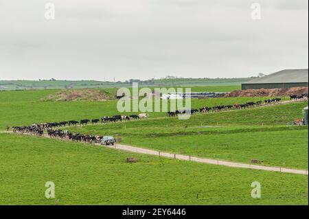 Timoleague, West Cork, Irlande. 5 mars 2021. Un troupeau de vaches laitières, appartenant à l'agriculteur de Timoleague David DeEasy, est amené pour la traite lors d'une journée froide à Cork Ouest. Crédit : AG News/Alay Live News Banque D'Images