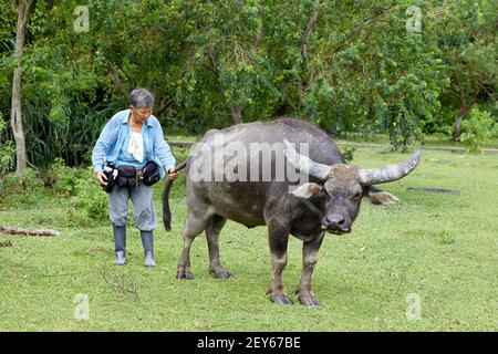 Jean Leung Siu-wah, connu localement sous le nom de mère de buffle, ou chuchotement de buffle vu ici avec le buffle qu'elle appelle Ngau Ngau. Elle a regardé en arrière Banque D'Images