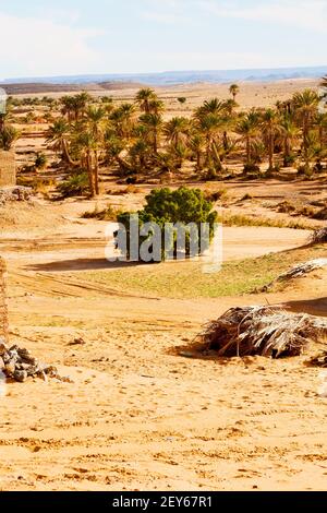 Sahara au maroc, palmier et village historique Banque D'Images