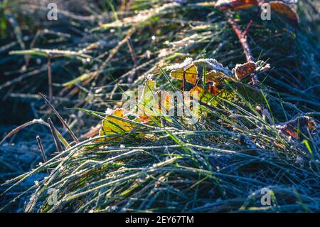 Des feuilles et des lames d'herbe givrées par temps froid. Banque D'Images