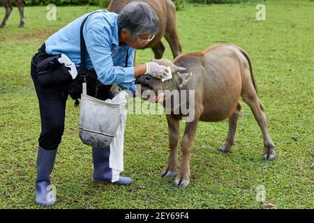 Jean Leung Siu-wah, connu localement sous le nom de mère de buffle, ou chuchoteur de buffle s'occupe du bien-être des animaux depuis 2008. Photo par Banque D'Images