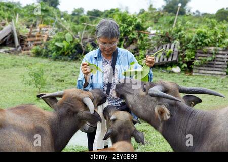 Jean Leung Siu-wah, connu localement sous le nom de mère de buffle, ou chuchoteur de buffle s'occupe du bien-être des animaux depuis 2008. Photo par Banque D'Images