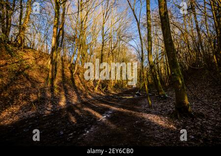 La lumière du soleil dorée projette de fortes ombres sur les arbres qui bordent la Watercress Way, une ancienne route ferroviaire, dans le Hampshire, en Angleterre. Banque D'Images