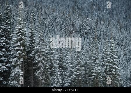 Gros plan d'arbres à feuilles persistantes enneigées dans la forêt ou les bois en hiver en Colombie-Britannique Canada horizontal hiver ou fond de Noël Banque D'Images