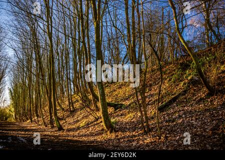 La lumière du soleil dorée projette de fortes ombres sur les arbres qui bordent la Watercress Way, une ancienne route ferroviaire, dans le Hampshire, en Angleterre. Banque D'Images