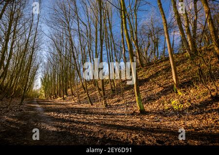 La lumière du soleil dorée projette de fortes ombres sur les arbres qui bordent la Watercress Way, une ancienne route ferroviaire, dans le Hampshire, en Angleterre. Banque D'Images