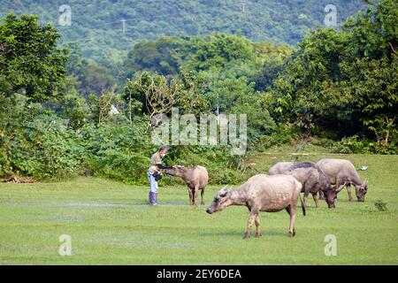 Jean Leung Siu-wah, connu localement sous le nom de mère de buffle, ou chuchoteur de buffle s'occupe du bien-être des animaux depuis 2008. Photo par Banque D'Images