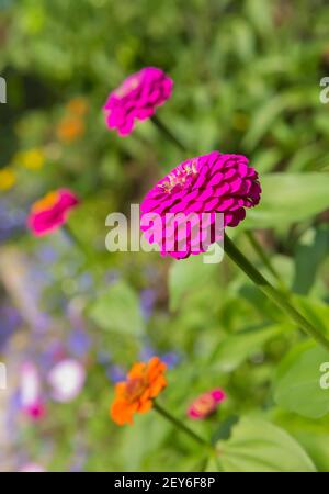 Magnifiques fleurs de zinnies sur le lit de fleurs en été Banque D'Images