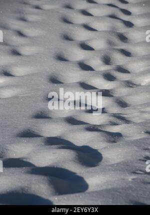 pas dans les trous de chemin de neige dans la neige de quelqu'un marchant à pied dans la neige profonde en plein air dans la neige sur les ombres ensoleillées de jour froid jeté dans le trou de marche Banque D'Images
