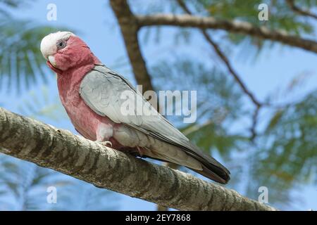 Galah, Eolophus roseicapilla, adulte unique perché sur une branche d'arbre, Queensland, Australie Banque D'Images