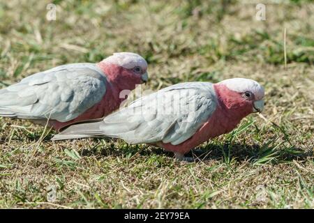 Galah, Eolophus roseicapilla, deux adultes se nourrissant sur une courte végétation, Queensland, Australie Banque D'Images