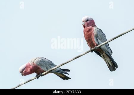 Galah, Eolophus roseicapilla, deux adultes perchés sur un fil télégraphique, Queensland, Australie Banque D'Images