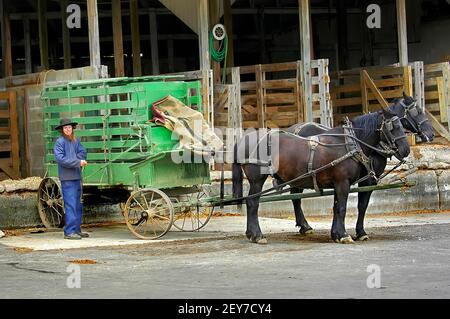 Le mode de vie Amish dans et autour de In Sugarcreek Ohio Millersburg et OH Banque D'Images