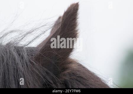 Les chevaux sont pointés et en attente de commande Banque D'Images