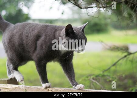 Chat gris fumé avec pattes blanches marchant le long d'un bois clôture Banque D'Images