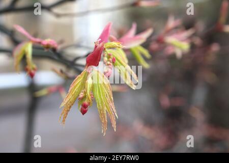 Acer palmatum ‘Osakazuki’ Japanese Maple Osakazuki – feuilles juvéniles bordées de rouge doux avec des boutons de fleurs et des feuilles rouges rose foncé, mars, Angleterre, Royaume-Uni Banque D'Images