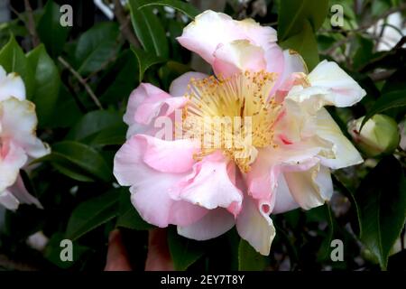 Camellia vernalis ‘Star Above Star’ Camellia Star Above Star – fontaines roses et blanches de pétales, mars, Angleterre, Royaume-Uni Banque D'Images