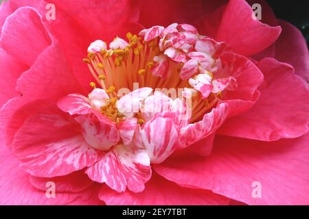 Camellia japonica ‘dama Girl’, un camélia d’anémone rose semi-double avec de petits pétales roses et blancs parsemés d’étamines jaunes, mars, Angleterre, Royaume-Uni Banque D'Images