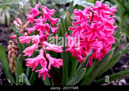 Jacinthus ‘Jan Bos’ jacinthe Jan Bos – fleurs rose foncé et cerise, mars, Angleterre, Royaume-Uni Banque D'Images