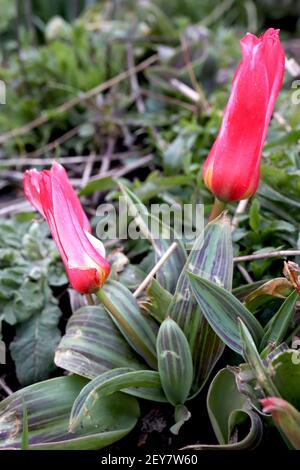 Tulipa “Hearts Delight” Kaufmanniana 12 Hearts Delight tulipe – tulipes rouges carmin, fines marges blanches, feuilles variégées, mars, Angleterre, ROYAUME-UNI Banque D'Images