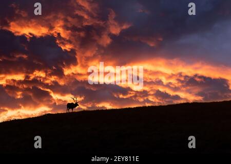 ; Montana; National Bison Range; faune; Rocky Mountain Elk; Été ; Bull ; Banque D'Images