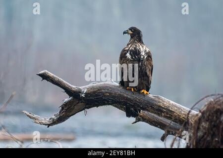 L'aigle à tête blanche immature est perché sur un gros tombé Arborez un matin brumeux le long de la rivière Nooksack Etat de Washington Banque D'Images
