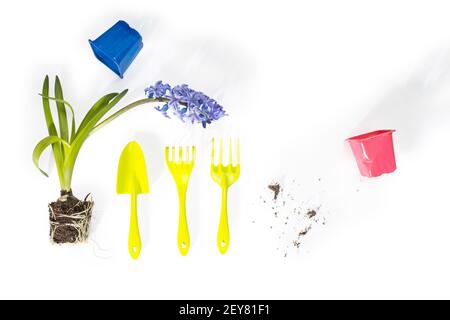 plante de jacinthe avec fleurs bleues, bulbes et racines sur fond blanc. Pelle, râteau pour la plantation à domicile. La terre des racines. Pots en plastique. Banque D'Images