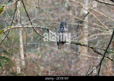 Un grand hibou gris se trouve sur une branche arpentant son territoire dans la vallée de Snoqualmie. C'est un visiteur très rare dans cette région de l'ouest de Washington Banque D'Images