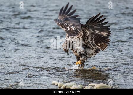 Un aigle à tête blanche immature se mord sur un saumon kéta avec son Les ailes se sont répandues dans la rivière Nooksack, dans le nord-ouest du Pacifique en hiver Banque D'Images