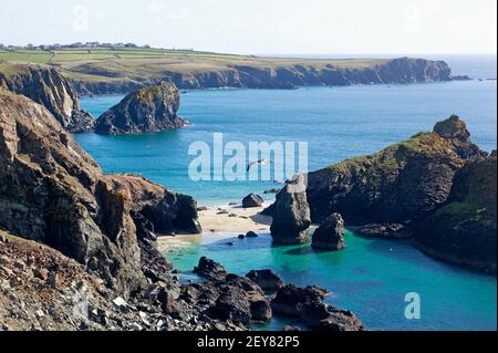 Vue en hauteur pour les visiteurs qui profitent d'une journée ensoleillée sur les plages de Kynance Cove, sur la péninsule de Lizard, à Cornwall, au Royaume-Uni Banque D'Images