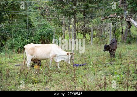 Vache qui traite avec son veau, Guayabal, Chinavita, Ramiriqui, Boyaca, Colombie, Banque D'Images